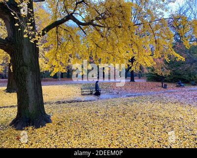 Herbstgelbe Ginkgo-Blätter bedecken den Boden im Prospect Park während des Spätherbst in Brooklyn, New York. Stockfoto