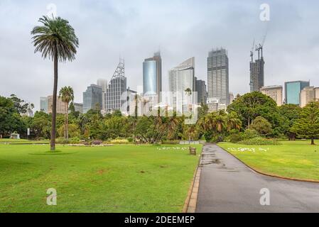 Sydney, New South Wales, Australien; BLICK auf hohe Bürogebäude aus der Sicht des Botanischen Gartens in Sydney. Stockfoto