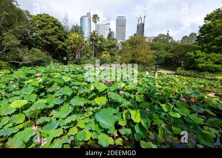 Sydney, New South Wales, Australien; BLICK auf hohe Bürogebäude aus der Sicht des Botanischen Gartens in Sydney. Stockfoto