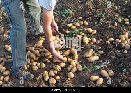 Kartoffeln frisch aus dem Boden. Mann sammelt Kartoffeln. Landwirtschaft. Stockfoto