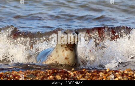 Junge gemeinsame Robbenjunge in der brechenden Welle wie es Geht an den Strand Stockfoto