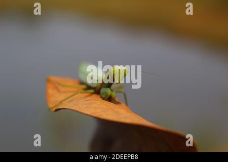 Gefährliche Mantis bereit, auf Beute große grüne Mantis jagen Auf der Jagd Stockfoto