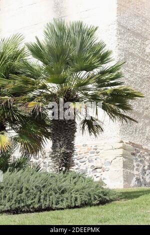 Chamaerops humilis, europäische Fächerpalme, mediterrane Zwergpalme, Südspanien. Stockfoto