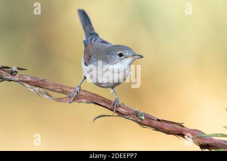 Gewöhnlicher Weißdorn (Sylvia communis), der auf einem Zweig vor einem unfokussierten grünen Hintergrund thront, Leon, Spanien Stockfoto