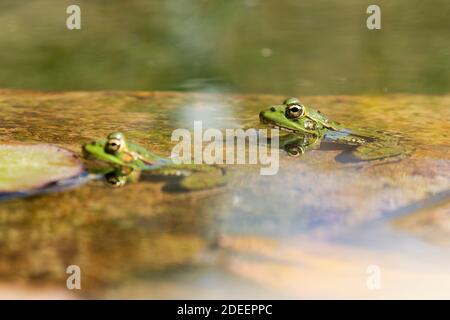 Zwei gemeinsame Frosch (Pelophylax perezi) sonnen sich auf der Wasseroberfläche. Bild aufgenommen in einem See in León, Spanien. Stockfoto