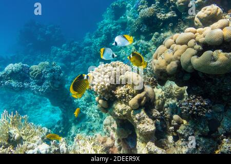 Butterflyfish (maskiert, Threadfin, Chaetodon) im Korallenriff, Rotes Meer, Ägypten. Verschiedene Arten von leuchtend gelb gestreiften tropischen Fischen im Ozean, c Stockfoto