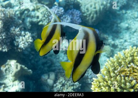 Wimpel-Koralfisch (Heniochus acuminatus, Langflossen-Bannerfisch) im Roten Meer, Ägypten. Ein Paar tropisch gestreifte schwarze und gelbe Fische in einem Korallenriff. Schließen- Stockfoto