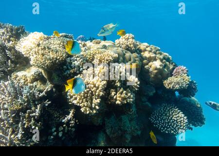 Butterflyfish (maskiert, Threadfin, Chaetodon) im Korallenriff, Rotes Meer, Ägypten. Verschiedene Arten von leuchtend gelb gestreiften tropischen Fischen im Ozean, c Stockfoto