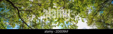 Äste mit frischen grünen Blättern im Wald. Helles, üppiges Laub. Blick in die Baumwipfel und den blauen Himmel, Bodenansicht, von unten. Feder o Stockfoto