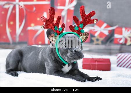 Blaue junge französische Bulldogge mit Rentiergeweih verkleidet Stirnband und Fliege vor festlichem Weihnachtshintergrund Stockfoto