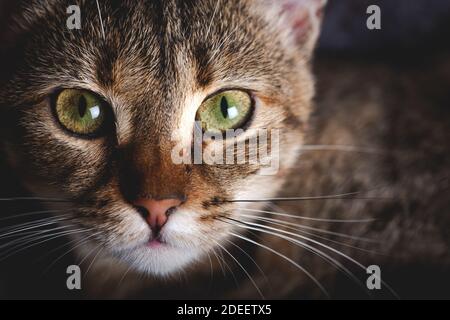 Kätzchen mit schönen Augen. Nahaufnahme eines Grünäugigen Kätzchens. Stockfoto