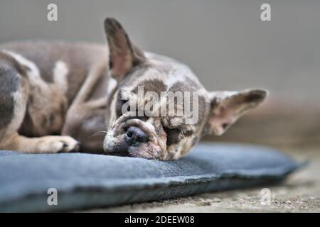 Schlafende kleine Merle farbige Französisch Bulldog Hund Welpe mit gesprenkelt Patches liegen auf grauen Hundekissen Stockfoto