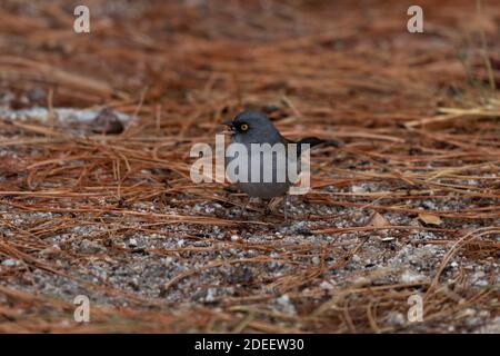 Fütterung der Gelbäugige Junco hebt den Kopf mit rundem Samen im Schnabel. Vogel steht in Kiefernnadeln auf Mount Lemmon, einer Sky Island, in Tucson, Arizona. Stockfoto