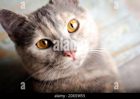 Kätzchen mit schönen Augen. Nahaufnahme einer pfirsichfarbenen Katze mit bernsteinfarbenen Augen. Stockfoto