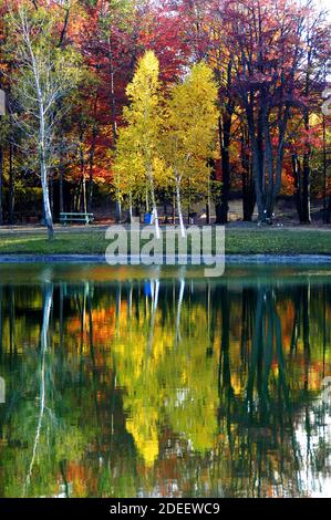 Beautiful Red Maple, White Birch, and Golden Maple trees in their Fall colors in Southeast Michigan MI near Detroit Stockfoto