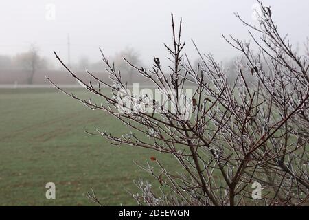 Frost an den Ästen der Büsche an einem frostigen Morgen. Stockfoto