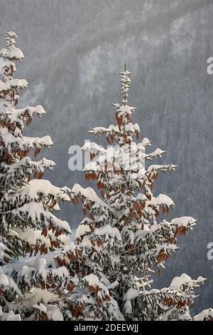 Winter Landschaft mit Bäumen, Schnee Stockfoto