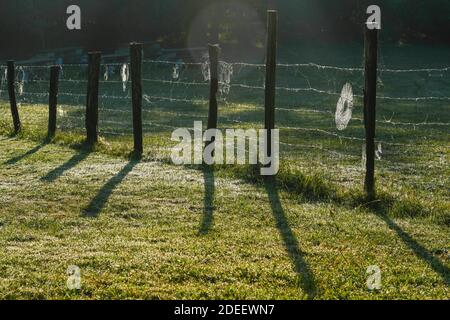 Taufiger Sonnenaufgang mit Spinnweben auf einem Zaun im Hintergrund Stockfoto