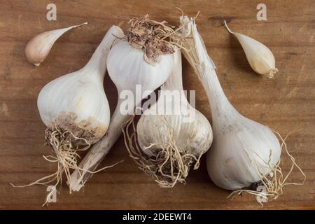 Vier kleine Knoblauchköpfe aus dem Bio-Garten mit zwei kleinen Knoblauchzehen auf einem Vintage-Holztisch. Stillleben. Gesunde Ernährung. Stockfoto