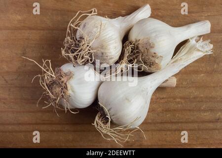 Vier kleine Knoblauchköpfe aus dem Bio-Garten auf einem Vintage-Holztisch. Stillleben. Gesunde Ernährung. Naturheilkundliche Medizin. Stockfoto