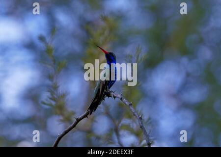 Der breite Kolibri sieht in einem sanft sonnenbeschienenen Moment der leuchtenden blauen Gelassenheit in Patagonia, Arizona, USA, himmelwärts Stockfoto