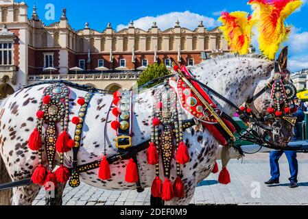 Pferde auf Krakaus Hauptmarkt wurden zum Ziehen traditioneller Pferdekutschen in der Stadt verwendet. Krakau, Powiat Kraków, Woiwodschaft Kleinpolen Stockfoto