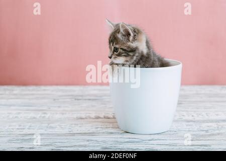 Grau gestromt Kätzchen sitzt in weißen Blumentopf. Portrait of adorable neugierig flauschigen Kätzchen Blick Seite. Schöne Babykatze auf rosa Hintergrund mit Kopie Stockfoto