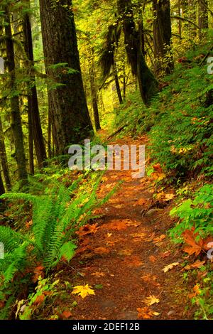 Lewis River Trail, Gifford Pinchot National Forest, Washington Stockfoto