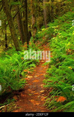 Lewis River Trail, Gifford Pinchot National Forest, Washington Stockfoto