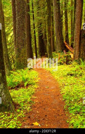 Lewis River Trail, Gifford Pinchot National Forest, Washington Stockfoto