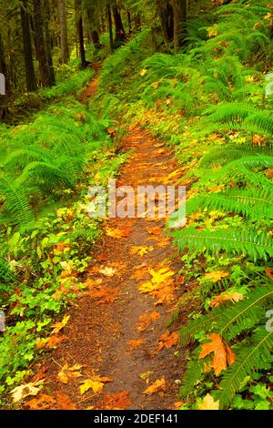 Lewis River Trail, Gifford Pinchot National Forest, Washington Stockfoto