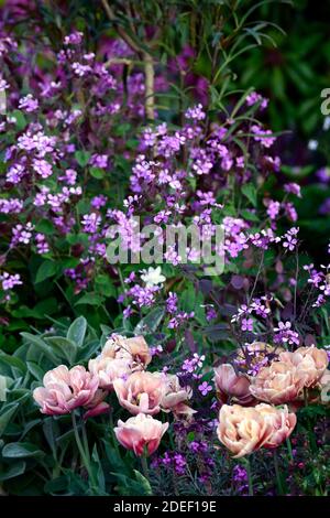 Lunaria annua Chedglow, jährliche Ehrlichkeit, lila Ehrlichkeit, cremig rosa doppelte Tulpe, Tulpen, tulipa, Mischung, gemischt, Kombination, Bett, Grenze, Gärten, gemischte Bepflanzung sc Stockfoto