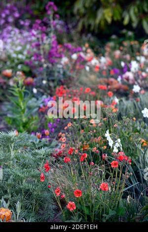 Geum rubin, geums, rote Blumen, Blumen, Blüte, Lunaria annua Chedglow, jährliche Ehrlichkeit, lila Ehrlichkeit,,, Mischung, gemischt, Kombination, Bett, Grenze, Gärten, gemischt pl Stockfoto