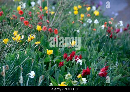 Tulipa Showwinner, Tulipa Showwinner, Tulipa kaufmanniana Show Gewinner, tulipa sylvestris, rot gelbe Tulpen, rot gelbe Tulpenblüten, wild, natürliche Bepflanzung Stockfoto