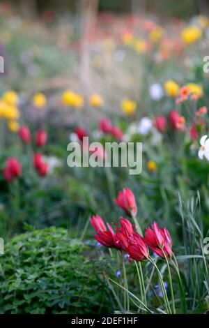 Tulipa Showwinner, Tulipa Showwinner, Tulipa kaufmanniana Show Gewinner, tulipa sylvestris, rot gelbe Tulpen, rot gelbe Tulpenblüten, wild, natürliche Bepflanzung Stockfoto