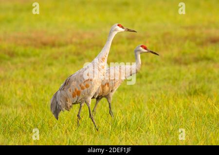 Sandhill Crane (Grus canadensis), Ridgefield National Wildlife Refuge, Washington Stockfoto