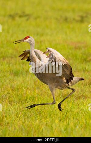 Sandhill Crane (Grus canadensis), Ridgefield National Wildlife Refuge, Washington Stockfoto