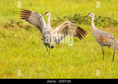 Sandhill Crane (Grus canadensis), Ridgefield National Wildlife Refuge, Washington Stockfoto