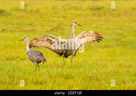 Sandhill Crane (Grus canadensis), Ridgefield National Wildlife Refuge, Washington Stockfoto