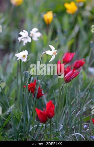 Tulipa Showwinner, Tulipa Showwinner, Tulipa kaufmanniana Show Gewinner, tulipa sylvestris, rot gelbe Tulpen, rot gelbe Tulpenblüten, wild, natürliche Bepflanzung Stockfoto