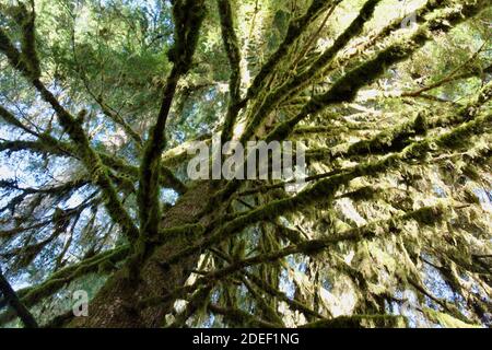 Klarer blauer Himmel über moosbedeckten Bäumen im Hoh Rainforest, Washington Stockfoto