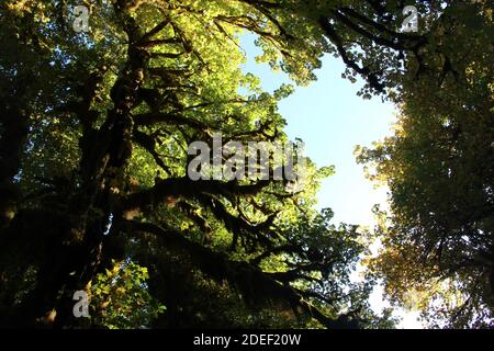 Klarer blauer Himmel über moosbedeckten Bäumen im Hoh Rainforest, Washington Stockfoto