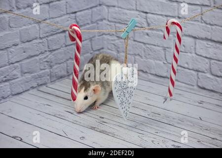 Weihnachtsdekorationen hängen an einem Seil. Weißes Holzfigurherz. Süßigkeiten auf einem Stock zu weihnachten. Die Ratte sitzt Stockfoto
