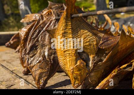 Fischverarbeitungsanlage. Frisch geräucherter Fisch. Geräucherte Flunder, Stockfoto