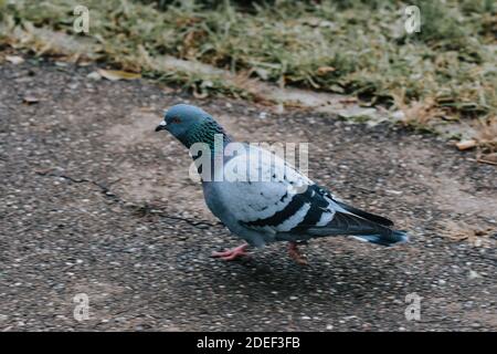 Eine selektive Fokusaufnahme einer Felstaube auf einem Gehweg Stockfoto