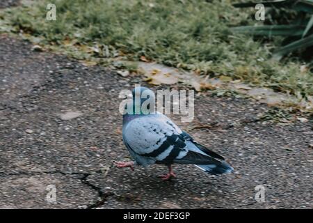Eine selektive Fokusaufnahme einer Felstaube auf einem Gehweg Stockfoto