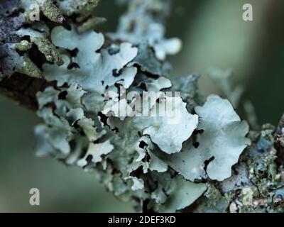 Eine Nahaufnahme Detail der grauen hellgrünen Greenshield Flechte Rosette wächst um den Zweig Stockfoto