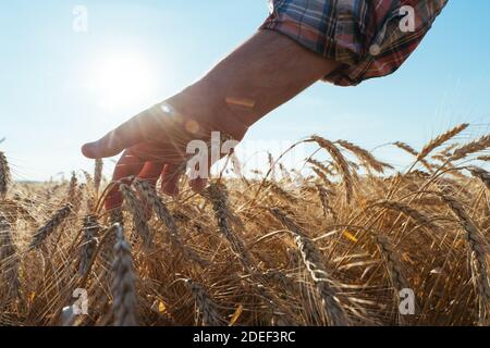 Weizen Sprossen in der Hand eines Bauern. Bauer zu Fuß durch das Feld Weizen prüfen Stockfoto