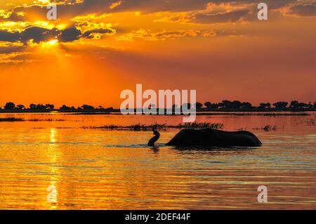 Silhouette eines Elefanten in der Wildnis im Wasser gegen einen atemberaubenden und lebendigen Sonnenuntergang. Afrika. Stockfoto