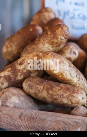 Ein Haufen roher, Ruset-Kartoffeln zum Verkauf auf einem Bauernmarkt. Nahaufnahme. Stockfoto